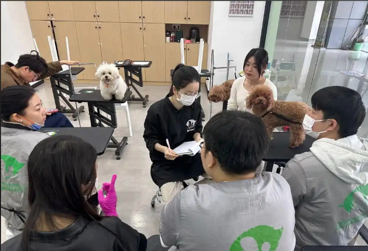 怀化市宠物剪毛宠物美容培训学校 - 推荐
